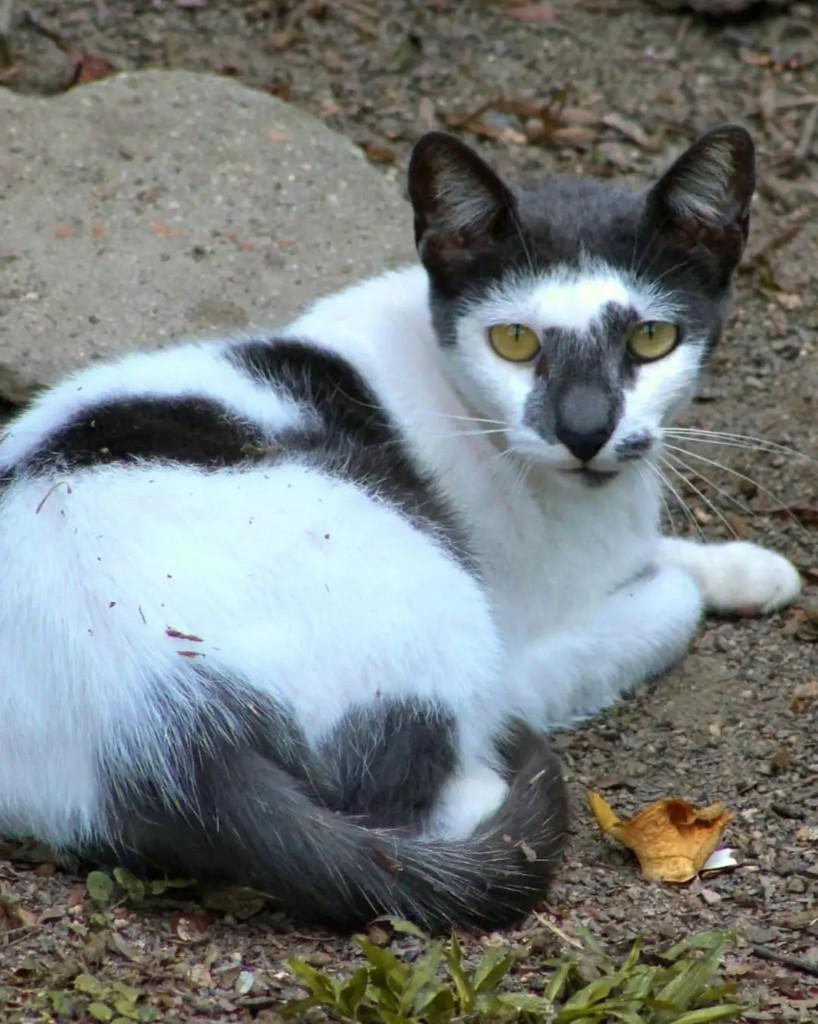 Mika, gato de porte médio para adoção em Rio de Janeiro - RJ