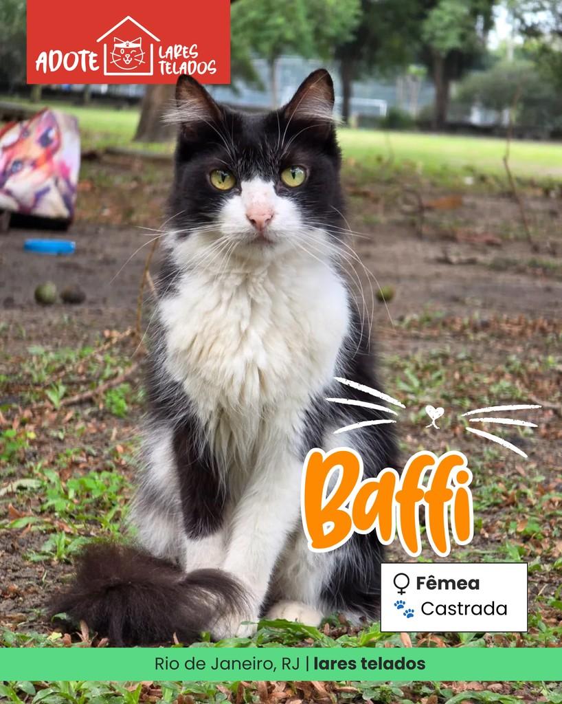 Baffi, gato de porte médio para adoção em Rio de Janeiro - RJ