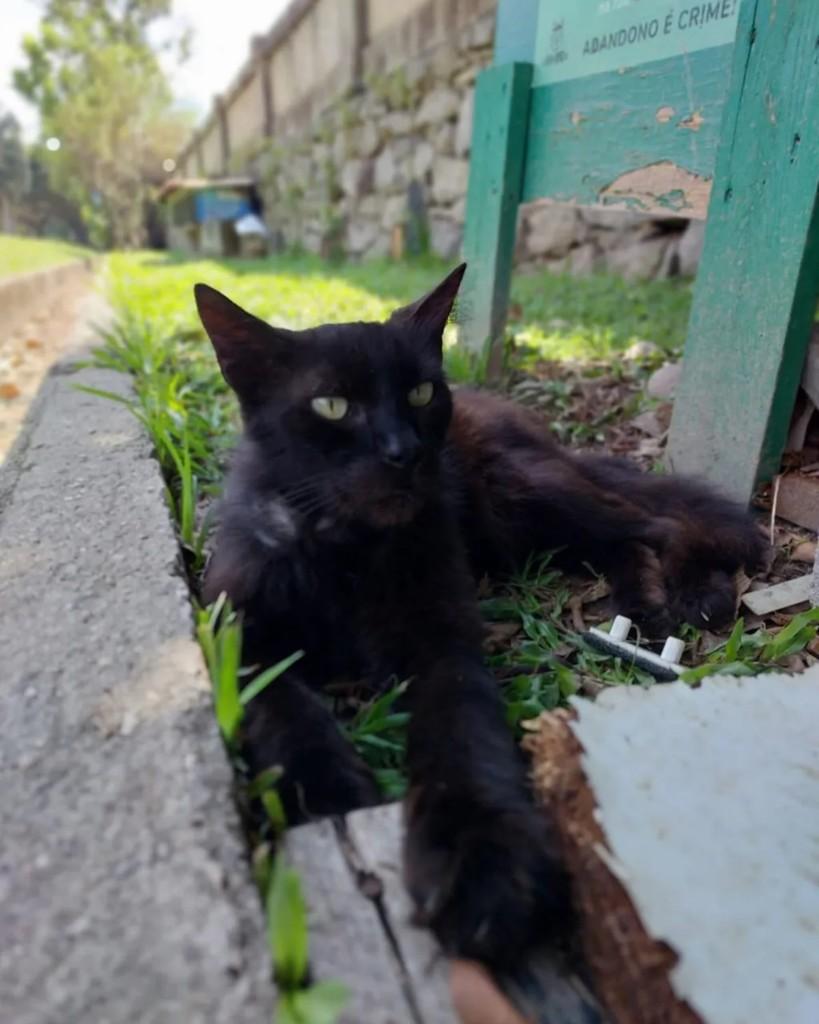 Batman, gato de porte médio para adoção em Rio de Janeiro - RJ