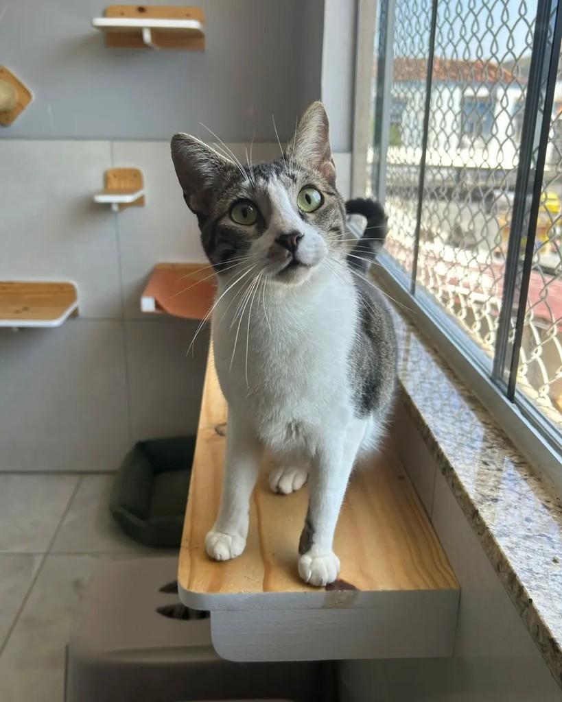 Sunset, gato de porte pequeno para adoção em Rio de Janeiro - RJ