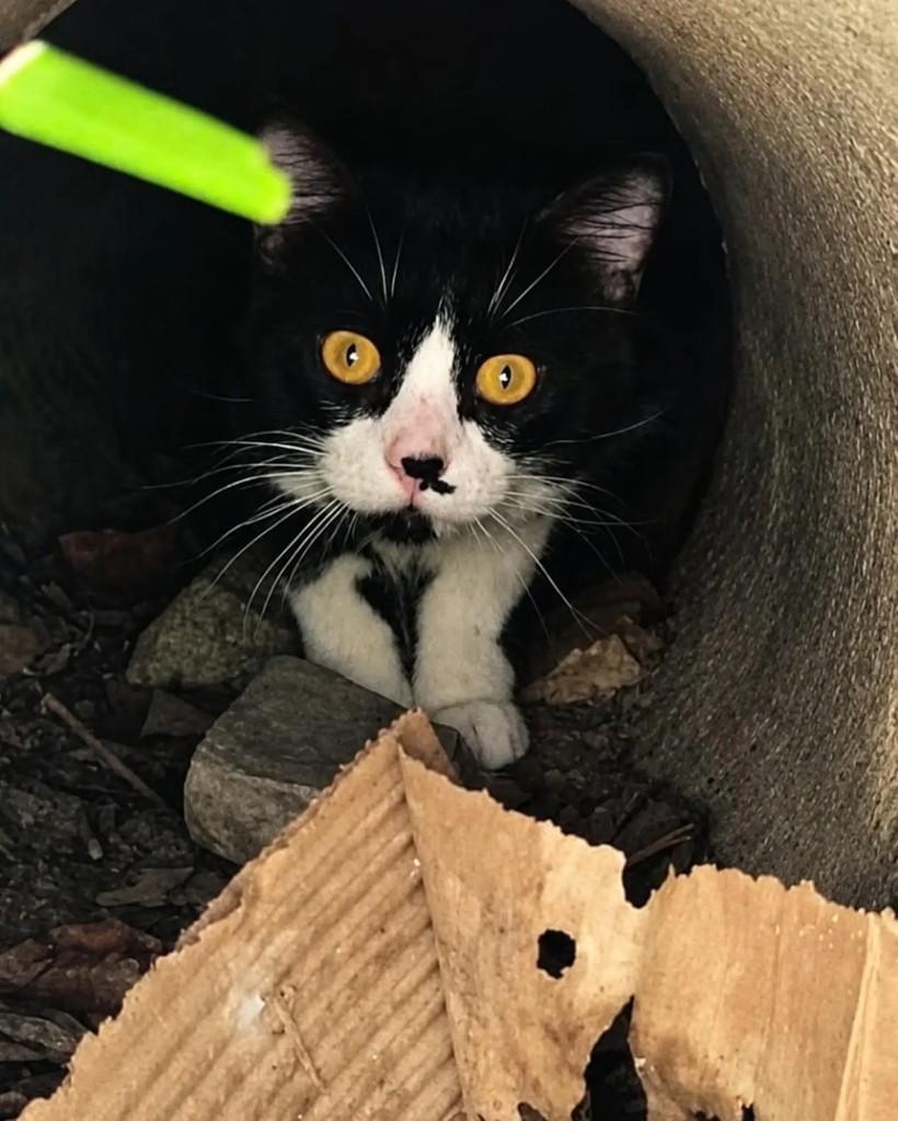 Bartolomiau, gato de porte pequeno para adoção em Rio de Janeiro - RJ