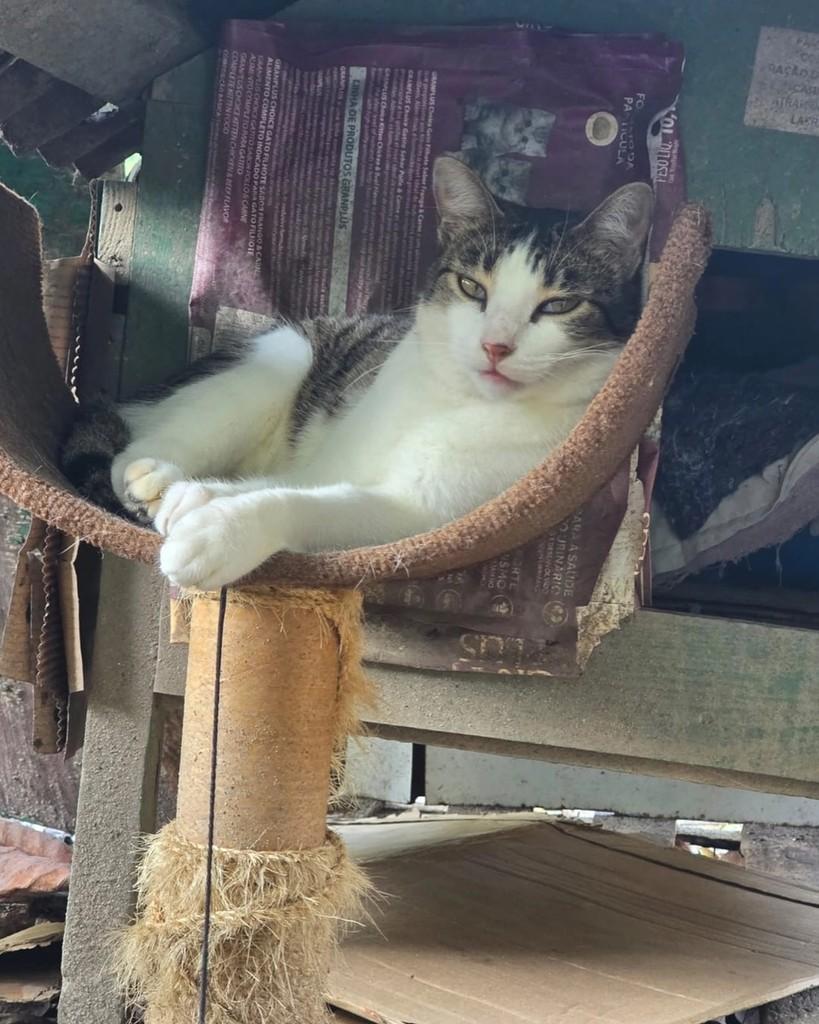 Topázio, gato de porte médio para adoção em Rio de Janeiro - RJ