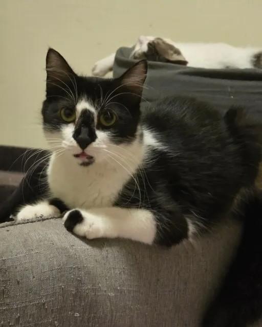 Isadora, gato de porte médio para adoção em Rio de Janeiro - RJ