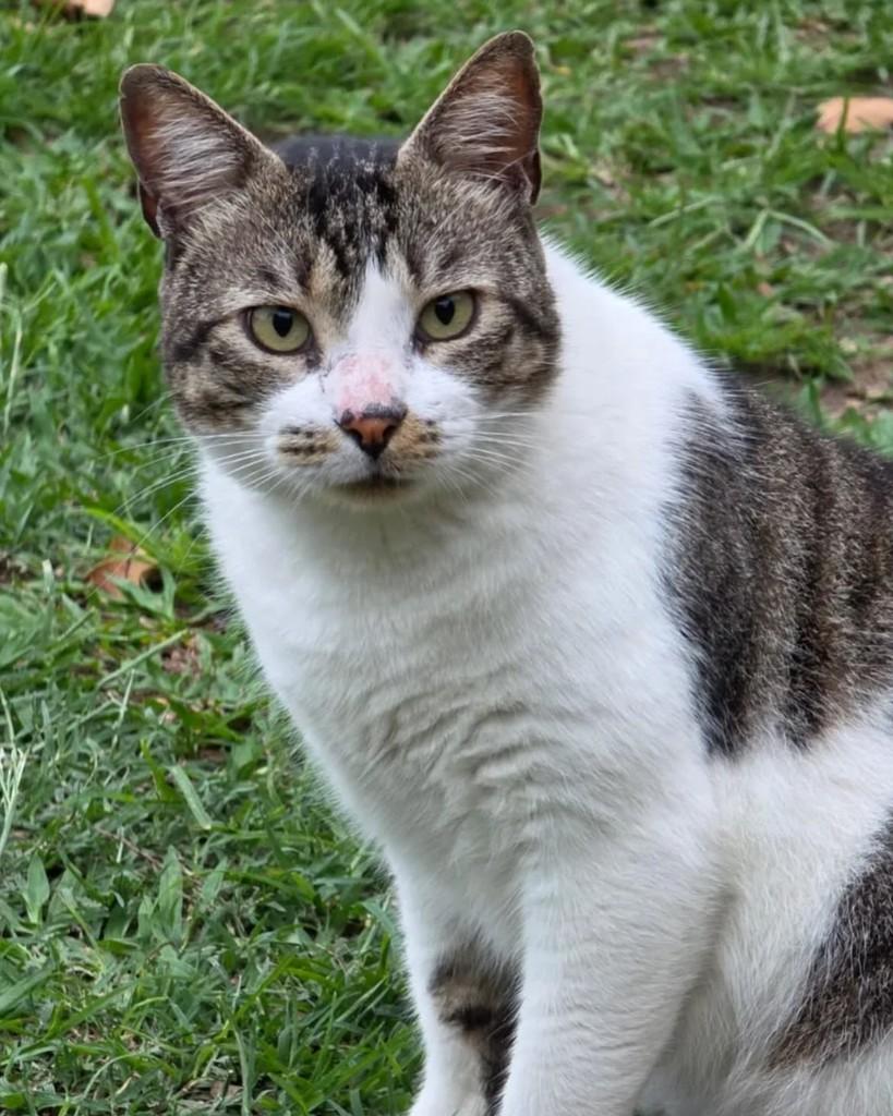 Canelinha, gato de porte médio para adoção em Rio de Janeiro - RJ