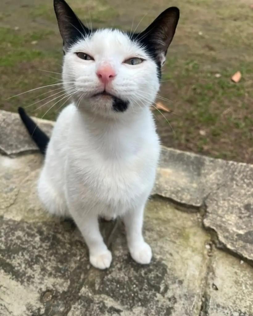 Martina, gato de porte médio para adoção em Rio de Janeiro - RJ