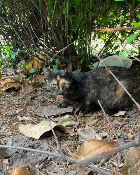 Maia, gato de porte médio para adoção em Rio de Janeiro - RJ