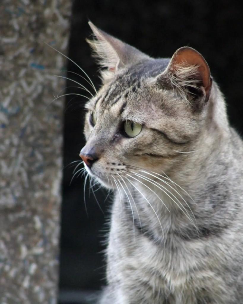 Super Mario, gato de porte médio para adoção em Rio de Janeiro - RJ
