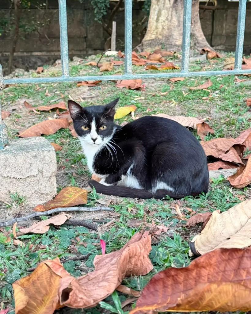 Bina, gata de porte pequeno para adoção em Rio de Janeiro - RJ