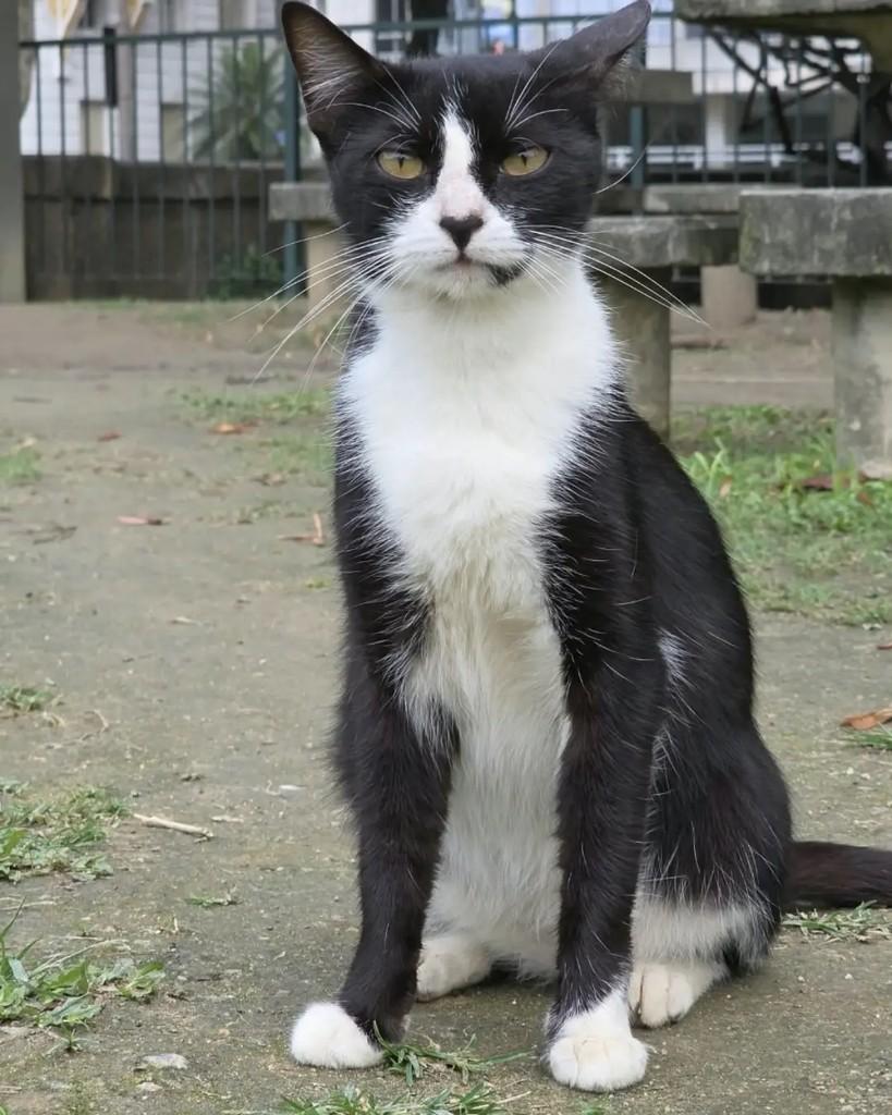 Bina, gata de porte pequeno para adoção em Rio de Janeiro - RJ — foto 2 de 6