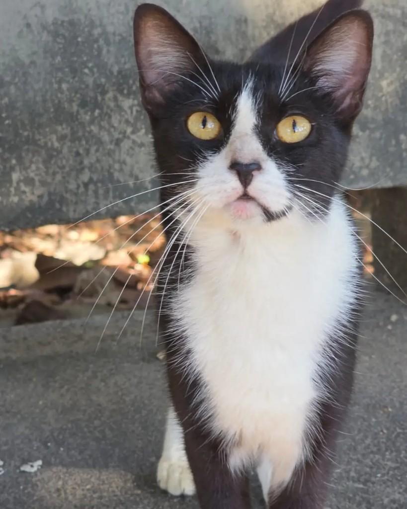 Bina, gata de porte pequeno para adoção em Rio de Janeiro - RJ — foto 3 de 6