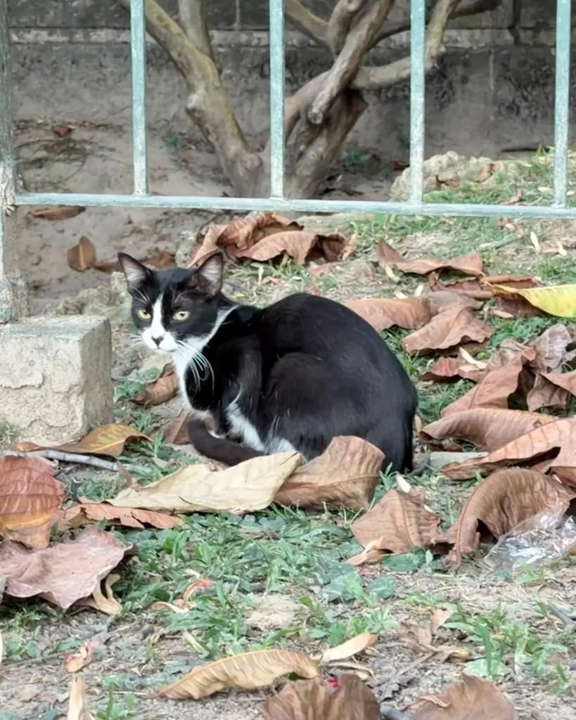 Bina, gata de porte pequeno para adoção em Rio de Janeiro - RJ — foto 4 de 6