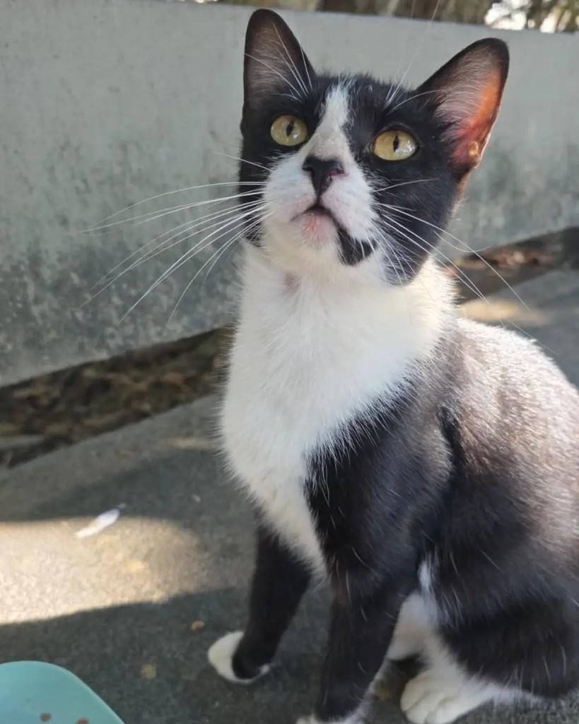 Bina, gata de porte pequeno para adoção em Rio de Janeiro - RJ — foto 5 de 6