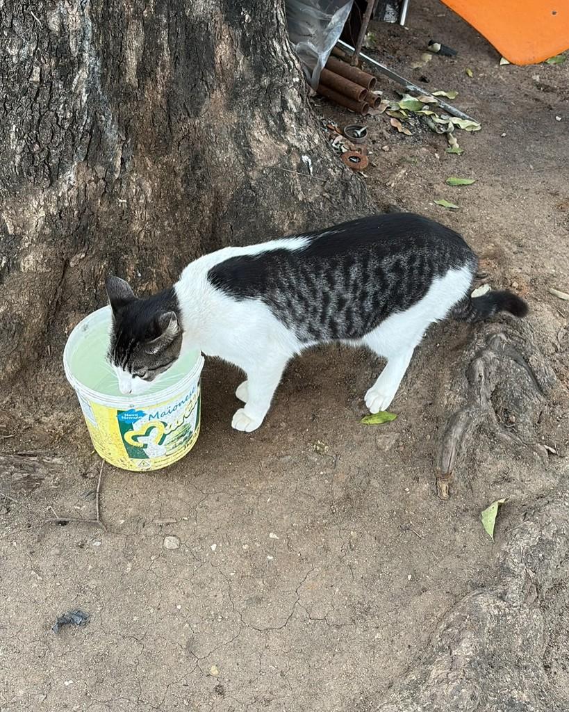 Pretzel, gato de porte pequeno para adoção em Rio de Janeiro - RJ — foto 3 de 5