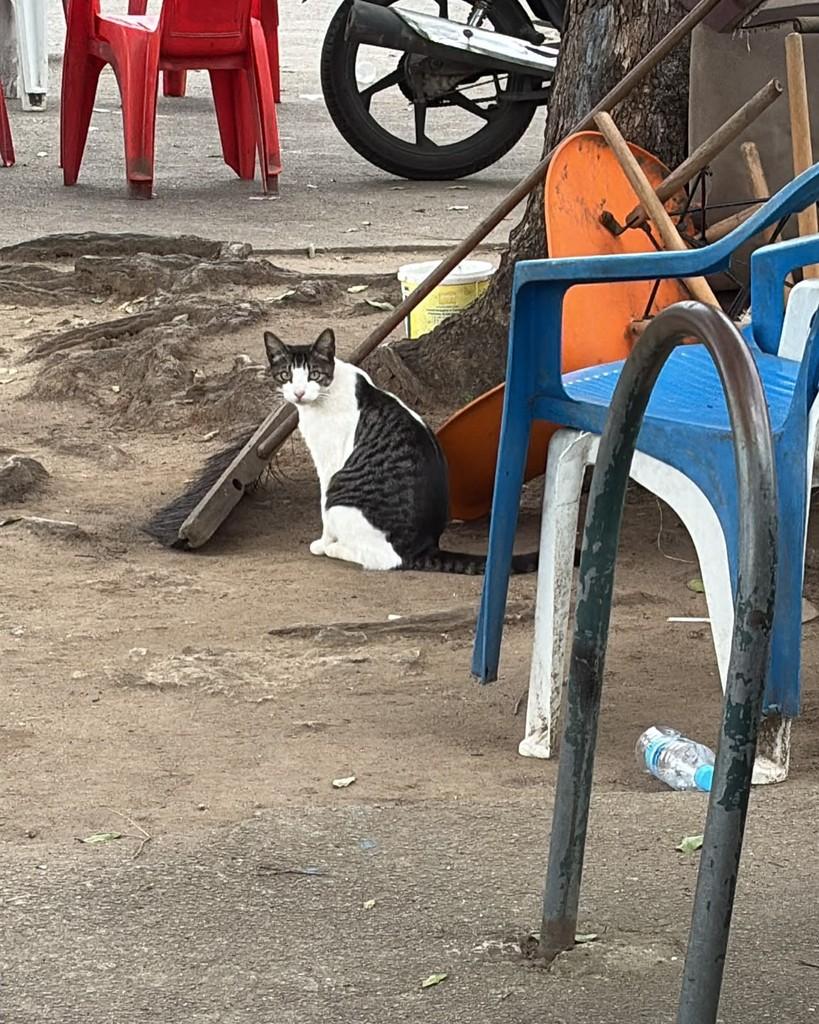 Pretzel, gato de porte pequeno para adoção em Rio de Janeiro - RJ — foto 4 de 5