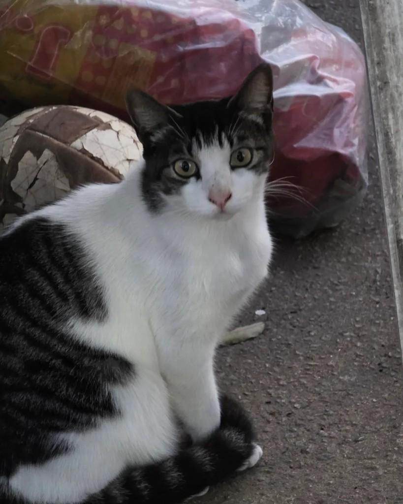 Pretzel, gato de porte pequeno para adoção em Rio de Janeiro - RJ — foto 5 de 5