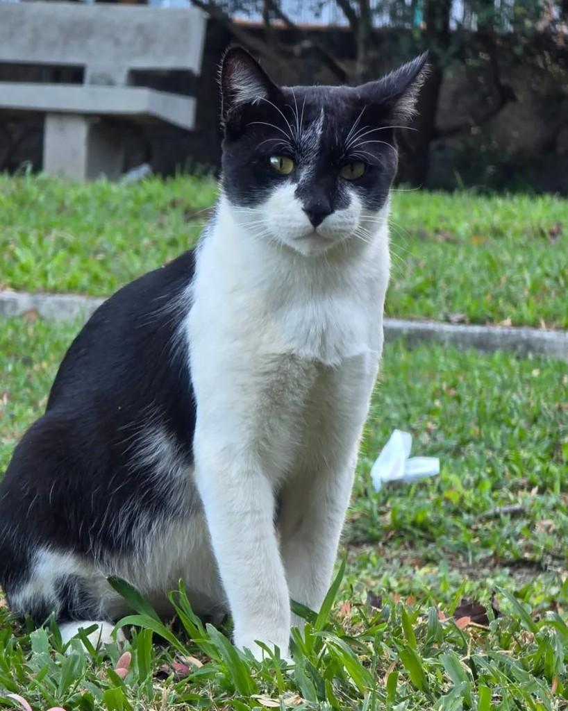 Theobaldo, gato de porte médio para adoção em Rio de Janeiro - RJ
