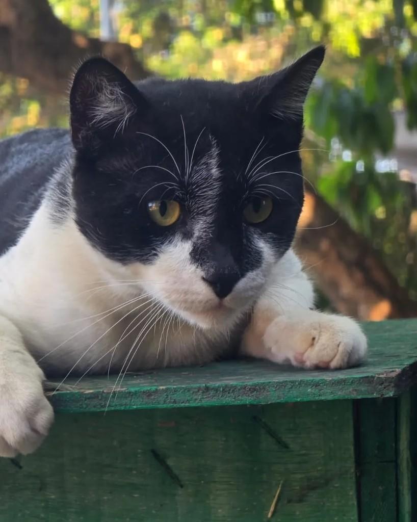 Theobaldo, gato de porte médio para adoção em Rio de Janeiro - RJ — foto 2 de 14