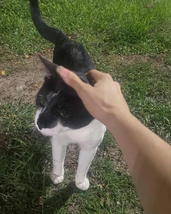 Theobaldo, gato de porte médio para adoção em Rio de Janeiro - RJ — foto 3 de 14