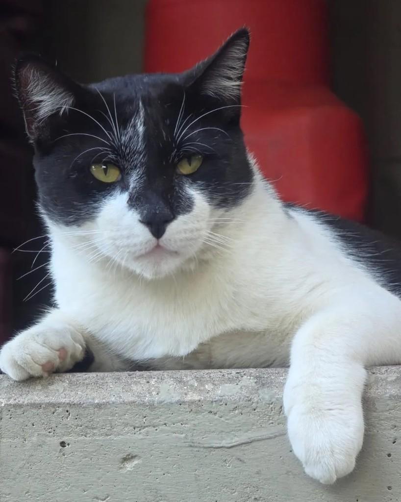 Theobaldo, gato de porte médio para adoção em Rio de Janeiro - RJ — foto 4 de 14