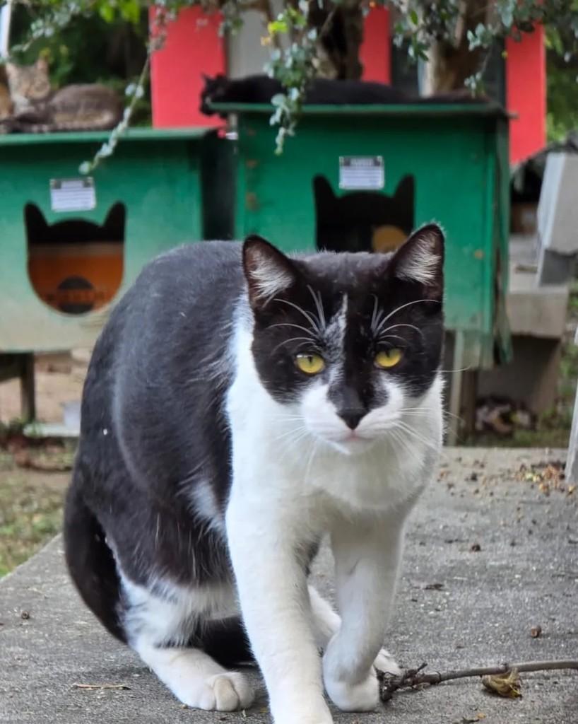 Theobaldo, gato de porte médio para adoção em Rio de Janeiro - RJ — foto 5 de 14