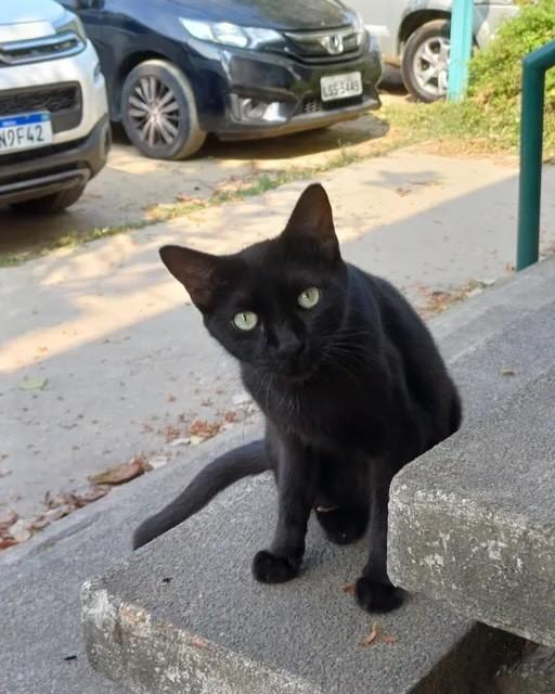 Dani, gato de porte médio para adoção em Rio de Janeiro - RJ