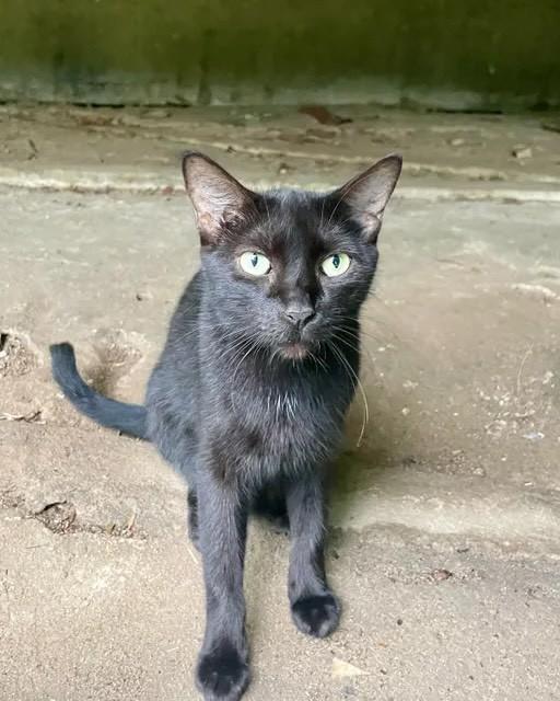 Dani, gato de porte médio para adoção em Rio de Janeiro - RJ — foto 2 de 3