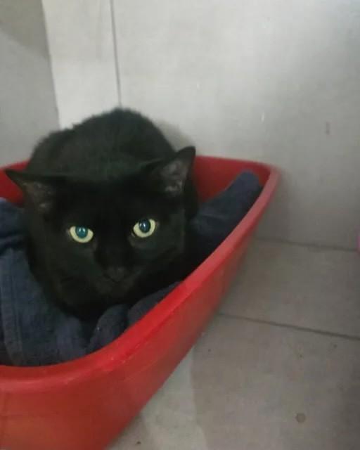 Dani, gato de porte médio para adoção em Rio de Janeiro - RJ — foto 3 de 3