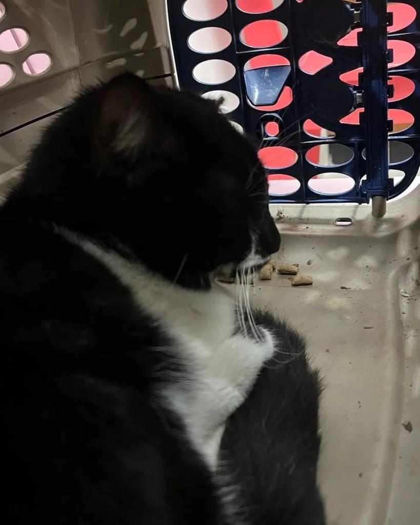 Valsa, gato de porte médio para adoção em Rio de Janeiro - RJ