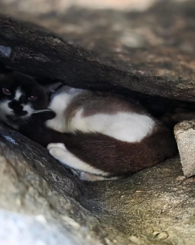 Kimi, gata de porte pequeno para adoção em Rio de Janeiro - RJ