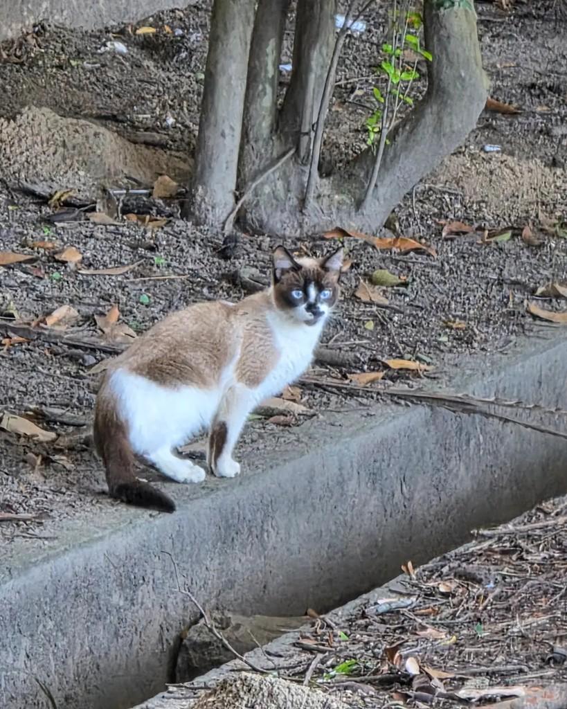 Kimi, gata de porte pequeno para adoção em Rio de Janeiro - RJ — foto 2 de 2