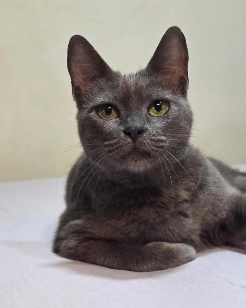 Nastassja, gata de porte pequeno para adoção em Rio de Janeiro - RJ
