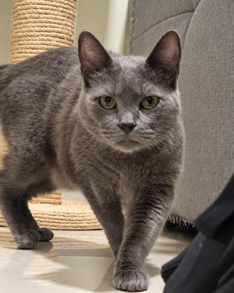 Nastassja, gata de porte pequeno para adoção em Rio de Janeiro - RJ — foto 4 de 4