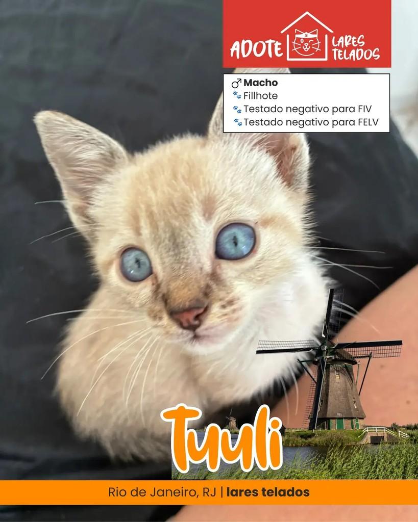 Tuuli, gato de porte pequeno para adoção em Rio de Janeiro - RJ