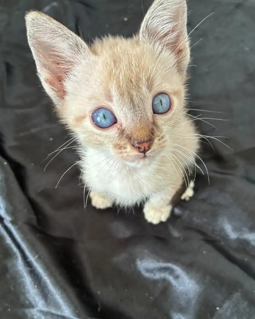 Tuuli, gato de porte pequeno para adoção em Rio de Janeiro - RJ — foto 2 de 4