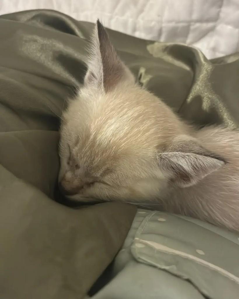 Tuuli, gato de porte pequeno para adoção em Rio de Janeiro - RJ — foto 3 de 4