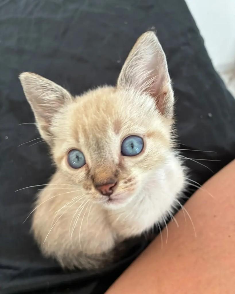 Tuuli, gato de porte pequeno para adoção em Rio de Janeiro - RJ — foto 4 de 4