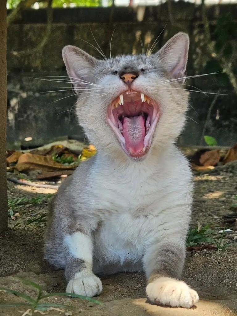 Jonas, gato de porte pequeno para adoção em Rio de Janeiro - RJ