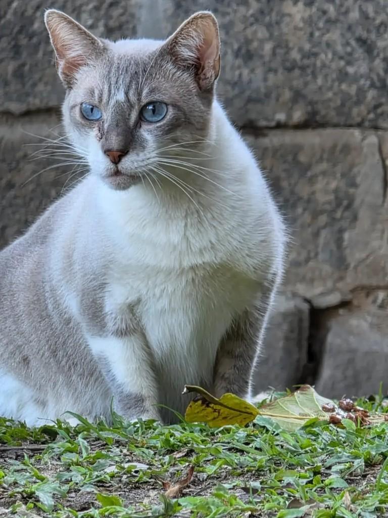 Jonas, gato de porte pequeno para adoção em Rio de Janeiro - RJ — foto 2 de 3