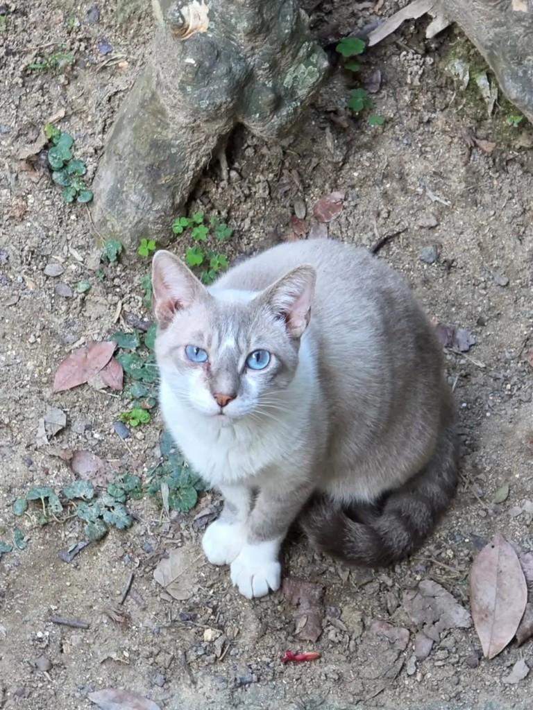 Jonas, gato de porte pequeno para adoção em Rio de Janeiro - RJ — foto 3 de 3