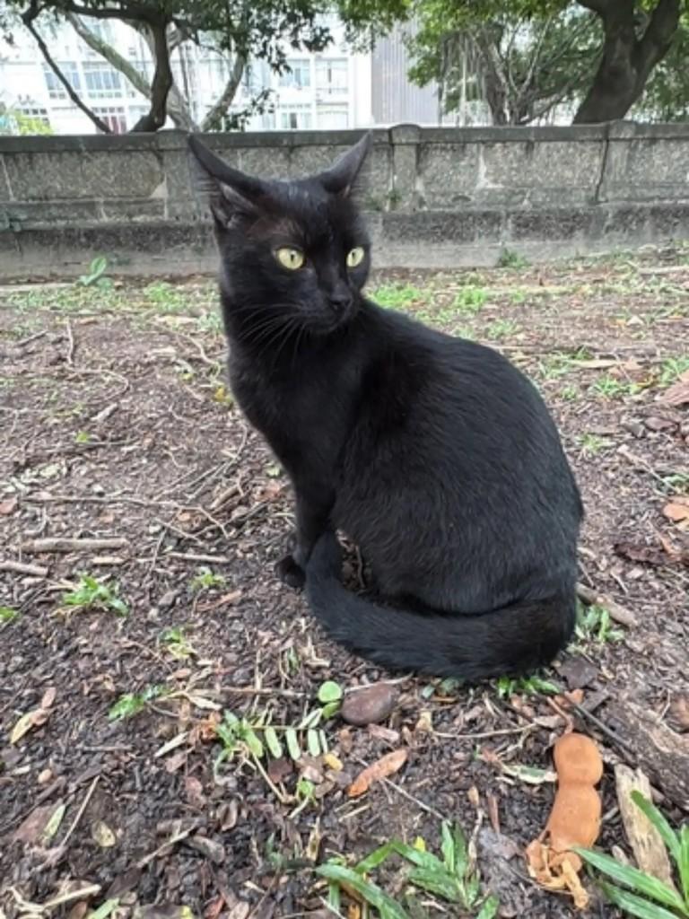 Zoe, gata de porte pequeno para adoção em Rio de Janeiro - RJ