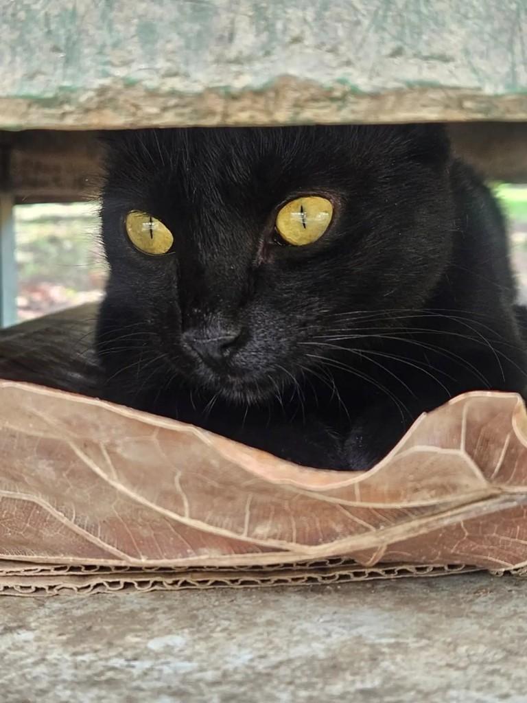 Zoe, gata de porte pequeno para adoção em Rio de Janeiro - RJ — foto 2 de 4