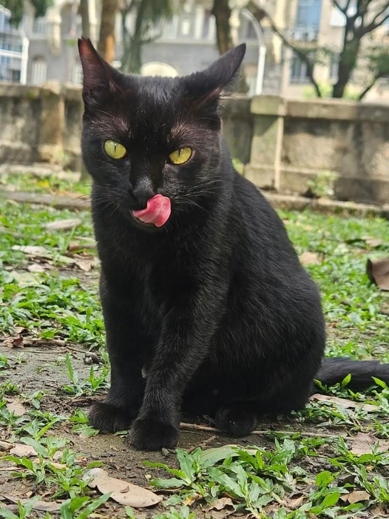 Zoe, gata de porte pequeno para adoção em Rio de Janeiro - RJ — foto 3 de 4