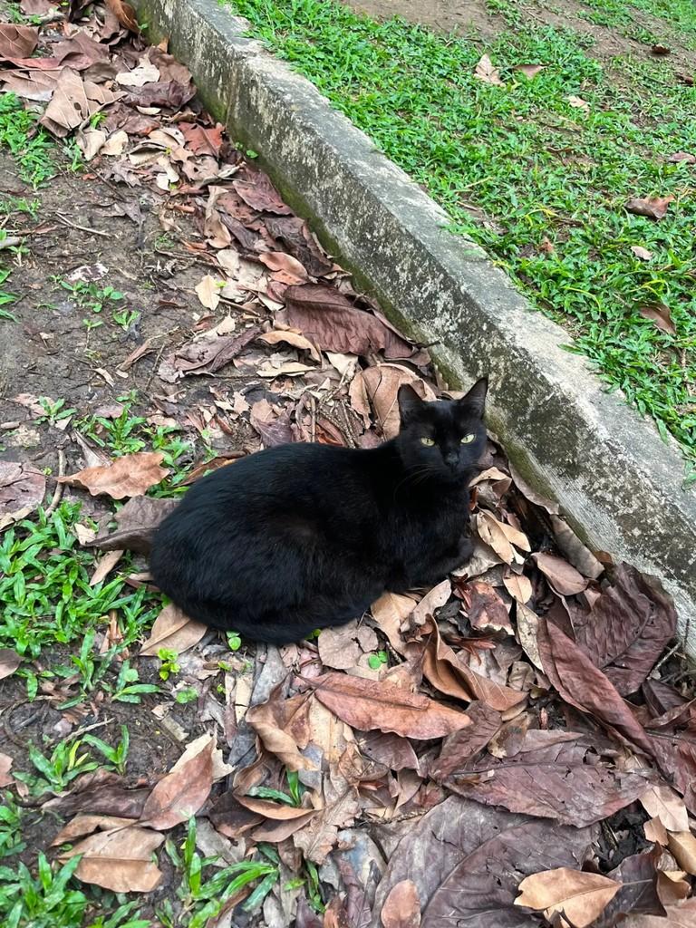 Zoe, gata de porte pequeno para adoção em Rio de Janeiro - RJ — foto 4 de 4