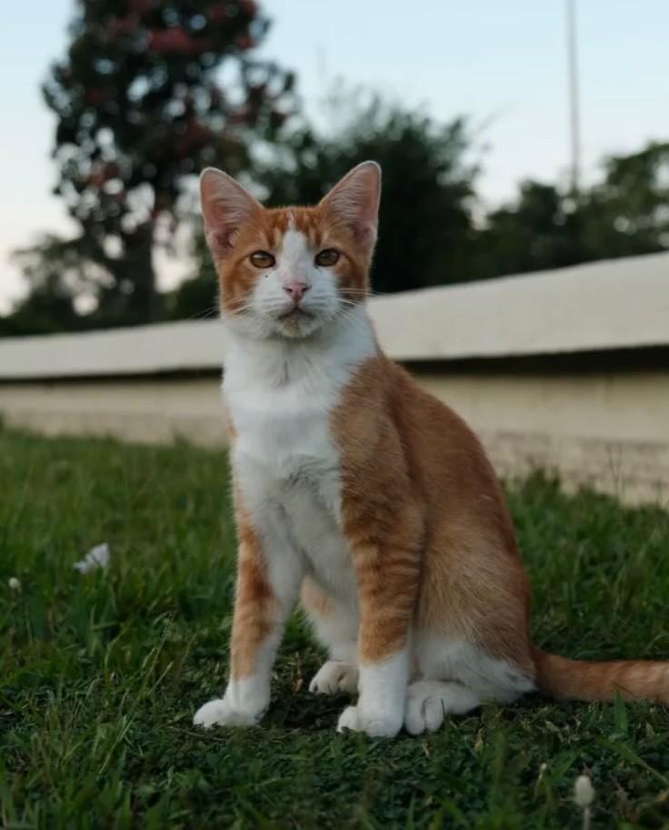 Quindim, gato de porte pequeno para adoção em Rio de Janeiro - RJ