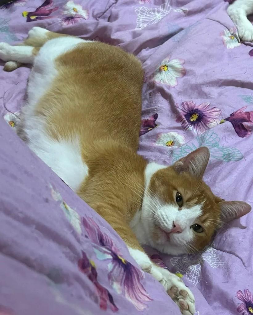 Quindim, gato de porte pequeno para adoção em Rio de Janeiro - RJ — foto 2 de 5