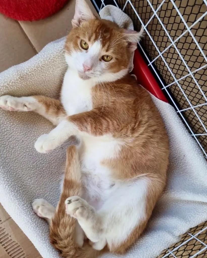 Quindim, gato de porte pequeno para adoção em Rio de Janeiro - RJ — foto 3 de 5