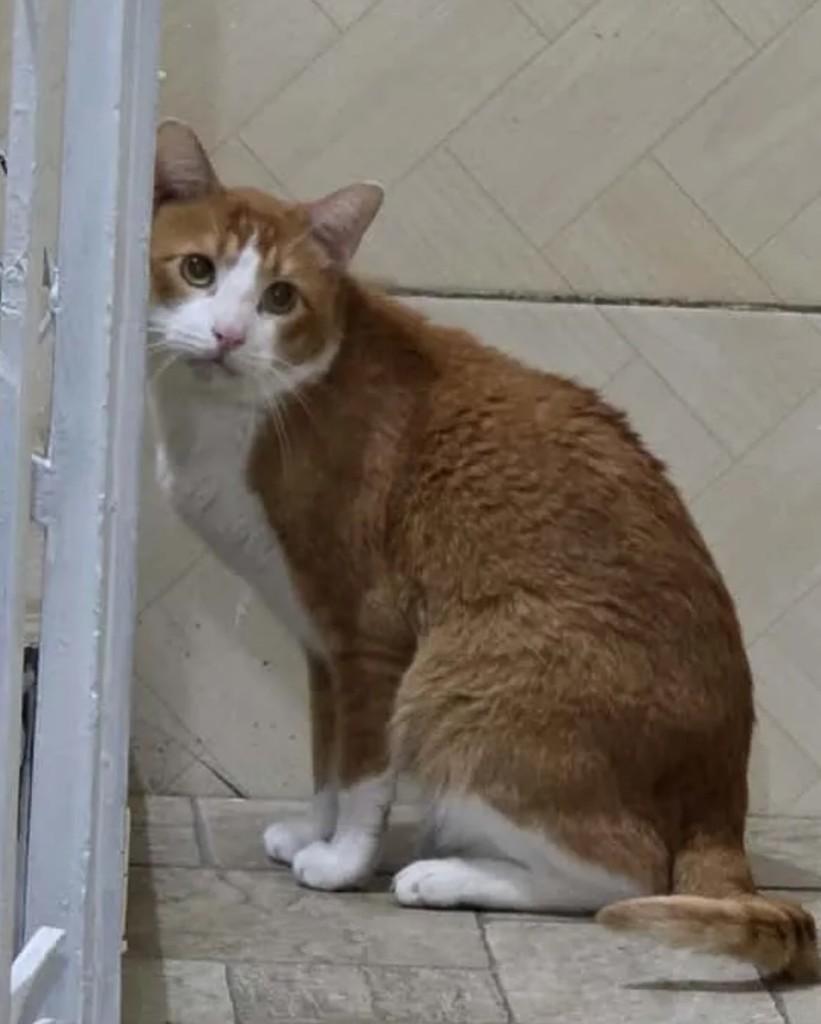 Quindim, gato de porte pequeno para adoção em Rio de Janeiro - RJ — foto 4 de 5