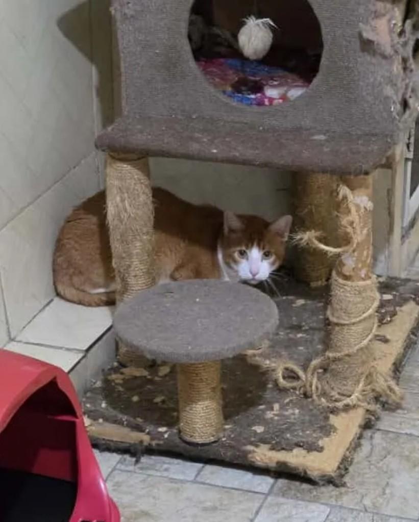 Quindim, gato de porte pequeno para adoção em Rio de Janeiro - RJ — foto 5 de 5