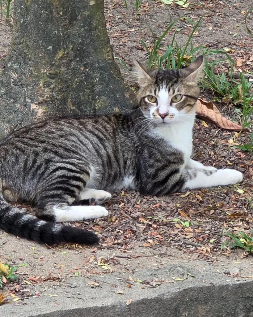 Baião, gato de porte médio para adoção em Rio de Janeiro - RJ