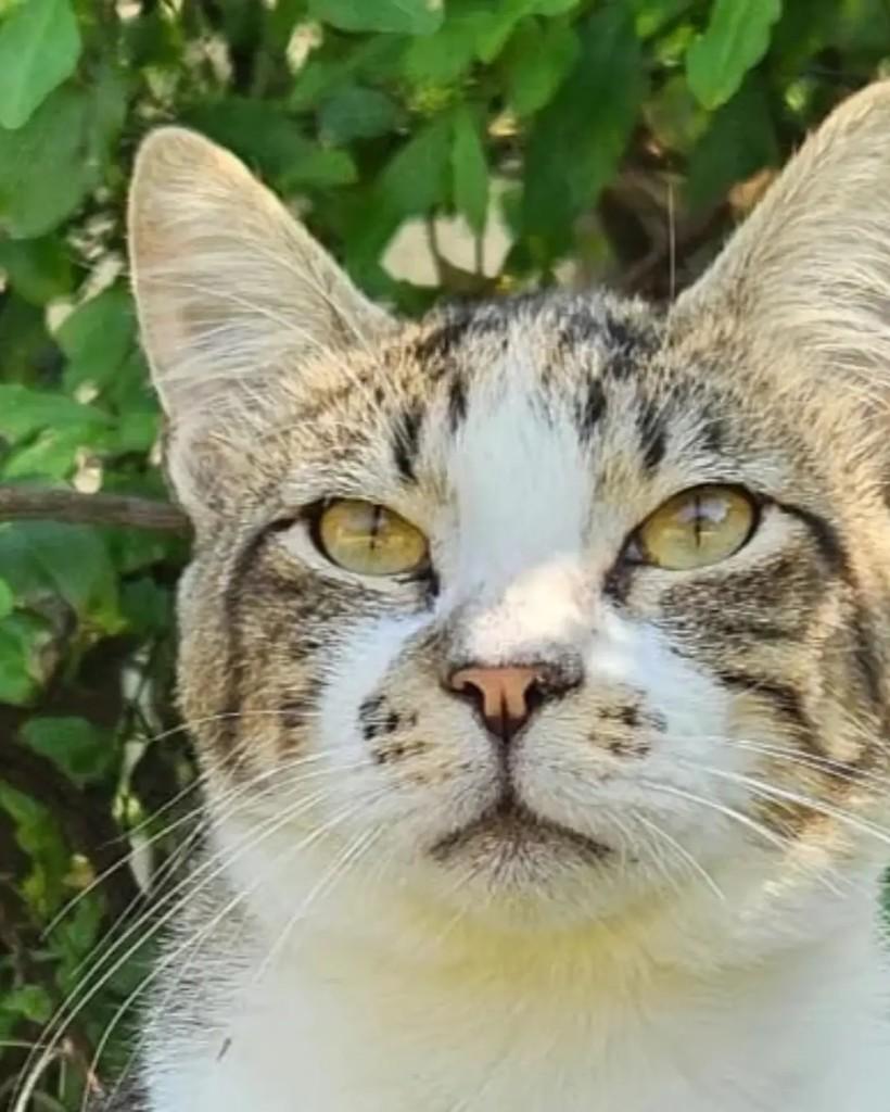 Baião, gato de porte médio para adoção em Rio de Janeiro - RJ — foto 2 de 6